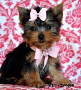 Teacup Yorkie/ Yorkshire Terrier Puppy!