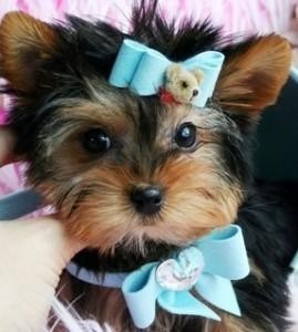 Pretty Yorkie Puppies For Sale