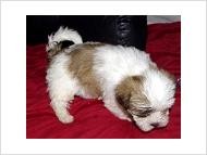 Beautiful Imperial Shih Tzu Puppies