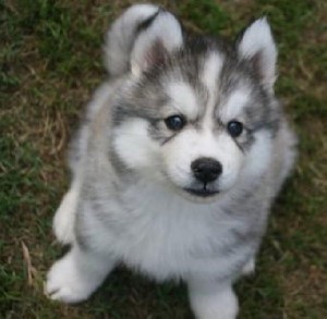 Beautful blue eyed Siberian Huskies