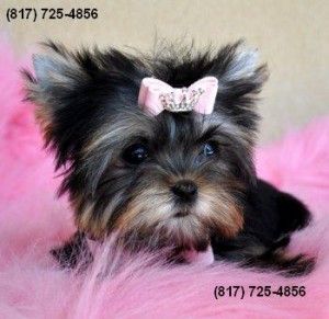 Awesome TOY Yorkie