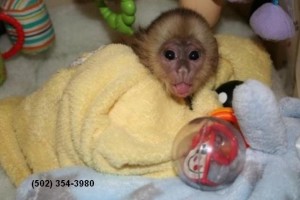 USDA Capuchin monkey