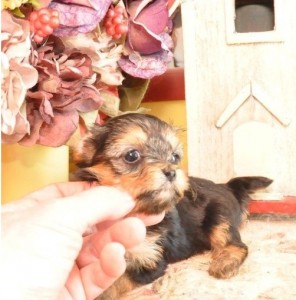Pretty Yorkie Puppies For Sale