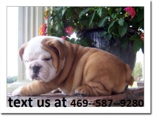 Female English Bulldog Puppy