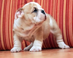 English Bulldog Puppies