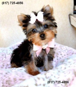 PRECIOUS AKC Yorkshire Terrier Puppy