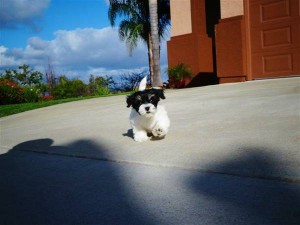 Morkie Puppy for Adoption