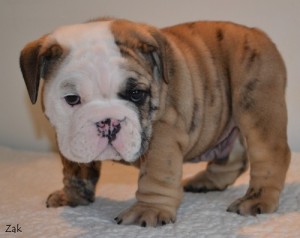 3 AKC English Bulldog Puppies