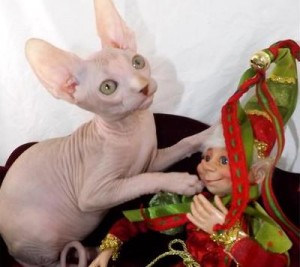 Purrbalds Sphynx Cats