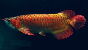 Arowana Fish for Sale