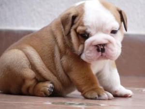 English Bulldog Puppies