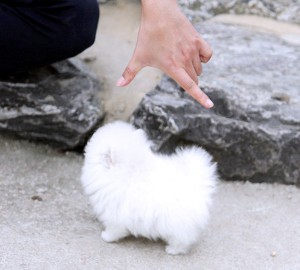 Ice White Pomeranian Puppies For Sale