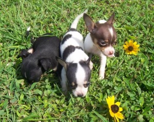 Beautiful Tiny Chihuahua Puppies