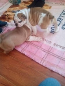 English Bulldogs for Adoption