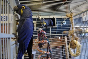 Hyacinth Macaw Breeding Pair With Wrought Iron Cage And Nest Box