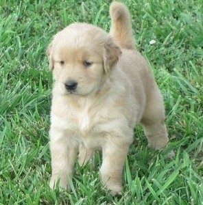 Stunning Light Cream Golden Retriever Puppies