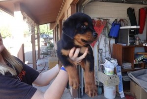 Pure breed Rottweiler Puppies