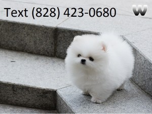 Purebred Tiny Pomeranian Puppies for Sale