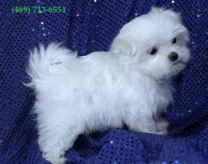 Wonderful 12 week old Teacup Maltese puppies