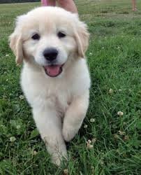 Golden Retriever Puppies for Sale