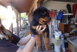 Beautiful Rottweilers Available