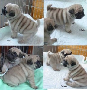 Pug Puppies Available for Adoption