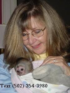 Splendid Capuchin Monkeys for Re-homing