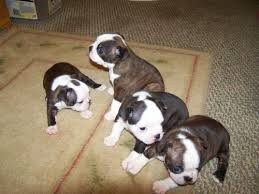 Boston Terrier Pups