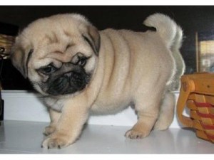 Cute Pug Puppies