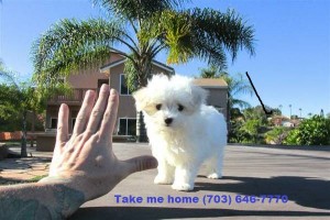 3 Month Old Maltese Puppy