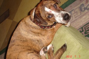 Boxer Greyhound Mix