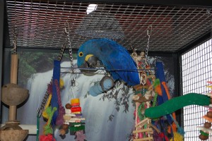 Hyacinth Macaw Parrots