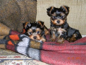 Pretty Yorkie Puppies For Sale