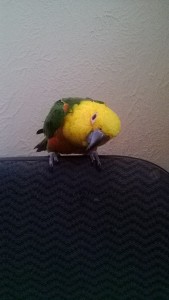 Jenday Conure for Sale