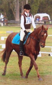 The Perfect All Rounder Gelding Horse Available