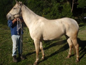 Friesian Horse for Sale