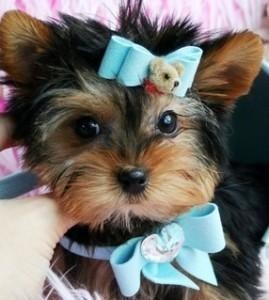 Toy Yorkie Puppies Available
