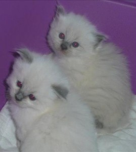 Purebred Ragdoll Kittens