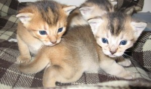 Unusual Black Silver Aby Kitten