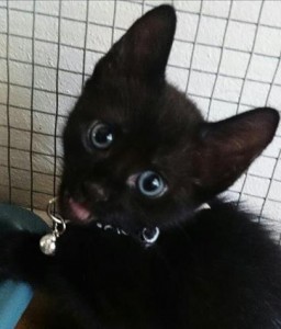 Russian Blue &amp; Black Kittens