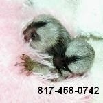 Hand Raised Pygmy Marmoset Monkey for Sale