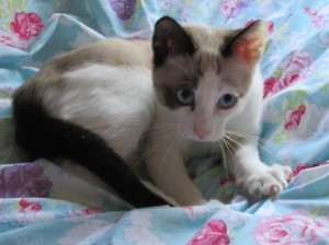 GCCF Registered Snowshoe Kittens