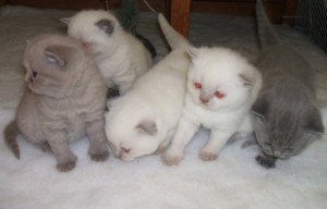 Scottish Fold Kittens