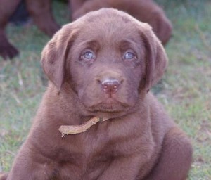 Registered Chocolate Labradors