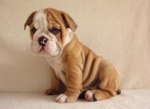 House Raised English Bulldog Pups