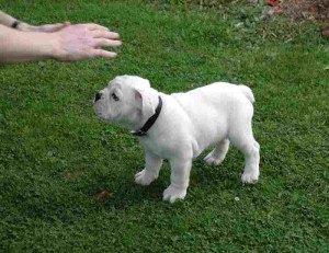 2 English Bulldog Puppies