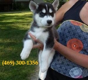 Black and White Siberian Husky Puppies