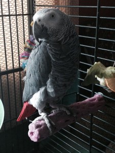 Congo Grey Parrot