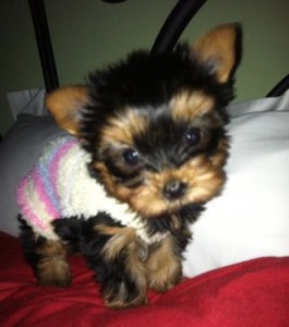 Teacup Yorkie Puppies