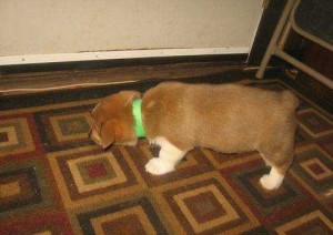 Pembroke Welsh Corgi Puppies